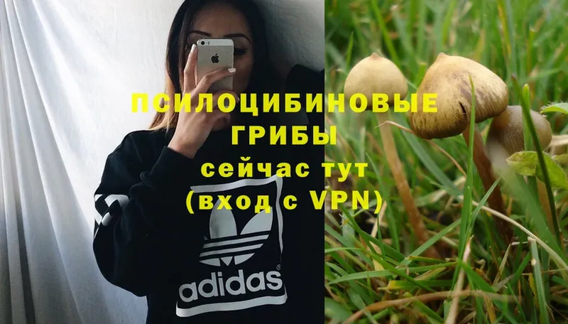 Псилоцибиновые грибы Magic Shrooms  где купить наркоту  Кохма 